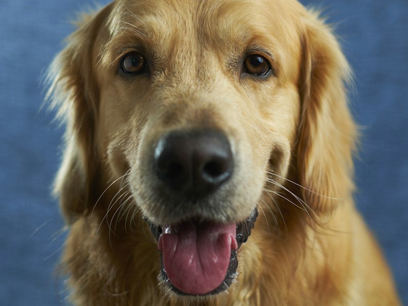 Filhote Labrador creme