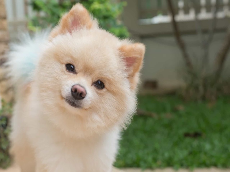 Filhote de Lulu da Pomerânia