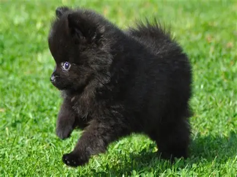 Filhote de Lulu da Pomerânia